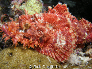 Beautifull but deadly stonefish waiting in camo to ambush... by Rick Ouellette 